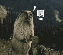 香奈儿土到极致就是潮 (香奈儿4800)