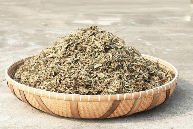 艾草做成艾条存放三年算陈艾吗,中医谈艾草正确使用说法