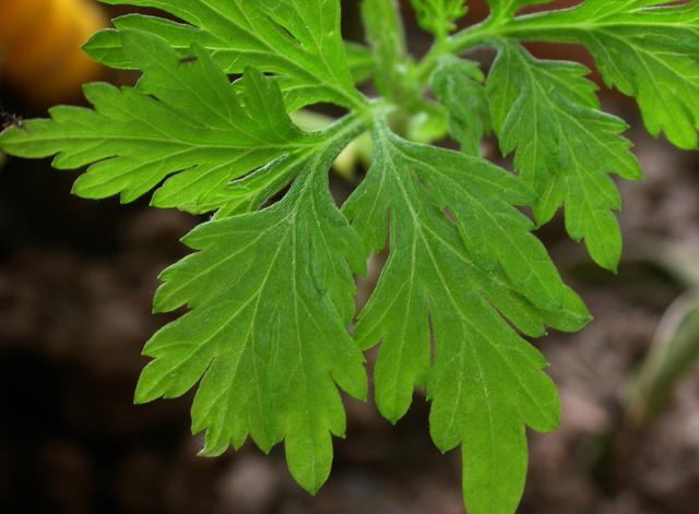 艾草做成艾条存放三年算陈艾吗,中医谈艾草正确使用说法