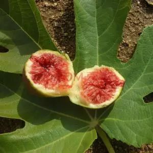 心动南充,四川无花果成熟