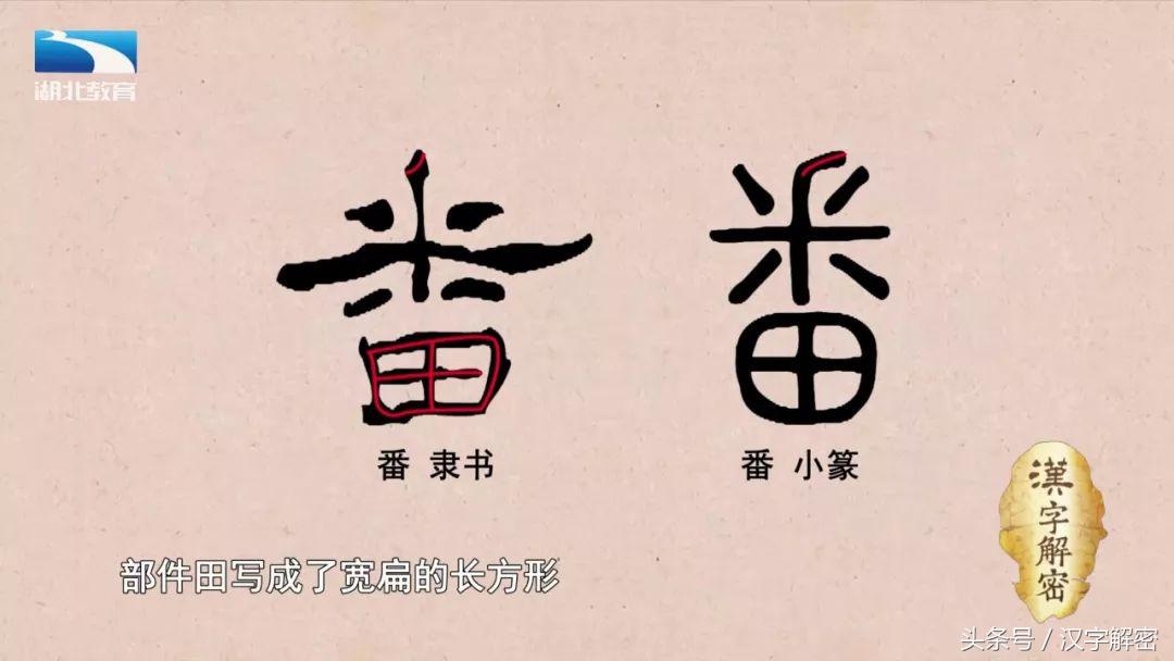 汉字解密｜番：番茄的番为什么没有草字头？