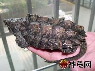 剃刀龟苗常见病,龟病害及治疗方法