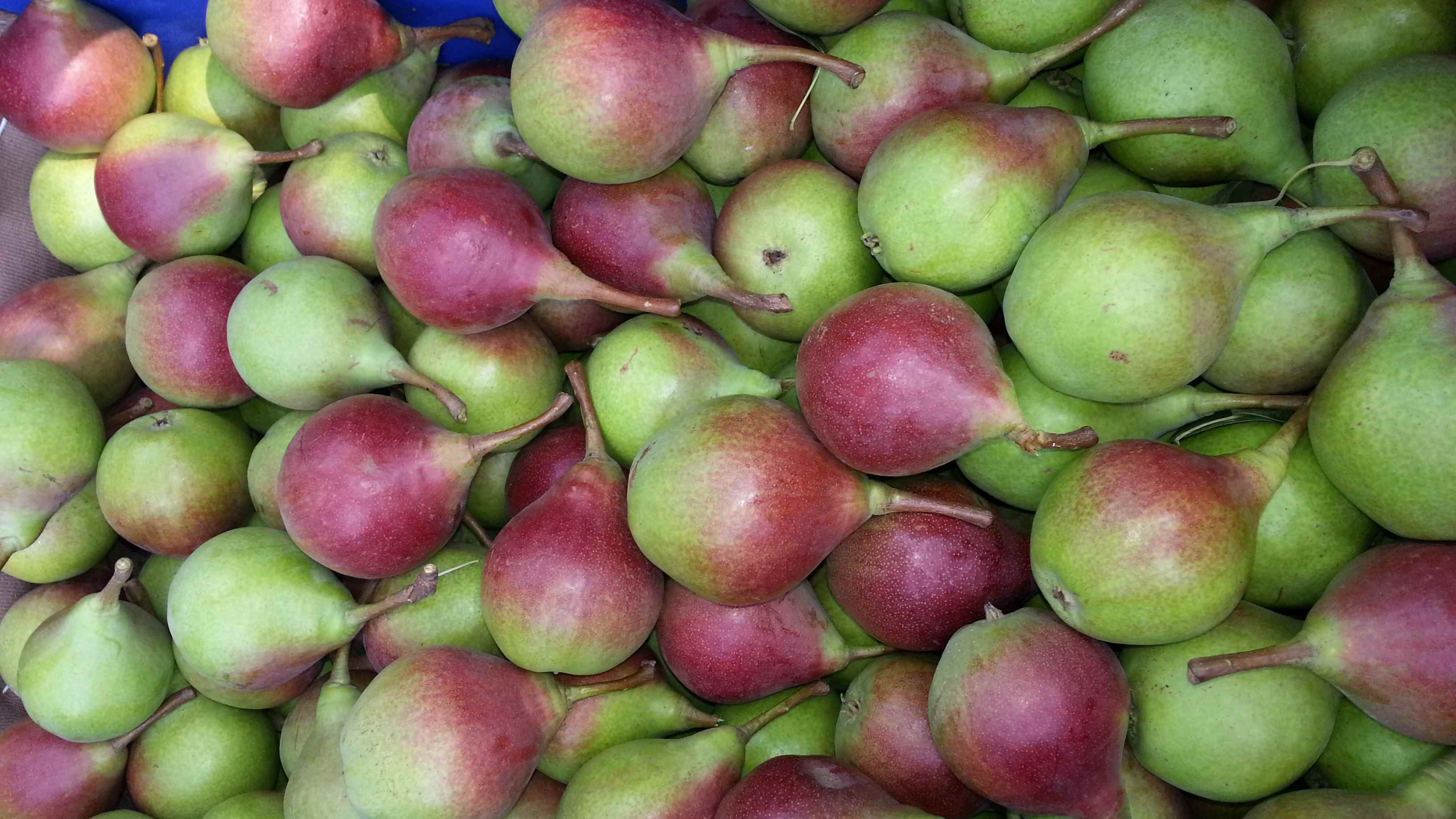 超级好吃的梨是什么品种,绿色的梨很爽口多汁的梨叫什么