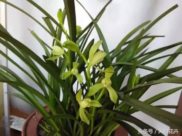 哪个兰花品种花期长又香又好养,最值得拥有的名品兰花图片