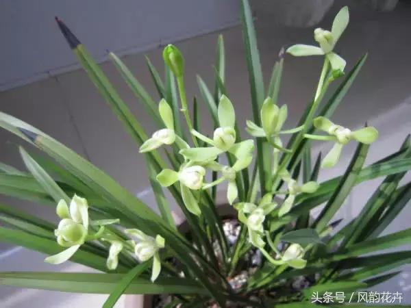 哪个兰花品种花期长又香又好养,最值得拥有的名品兰花图片