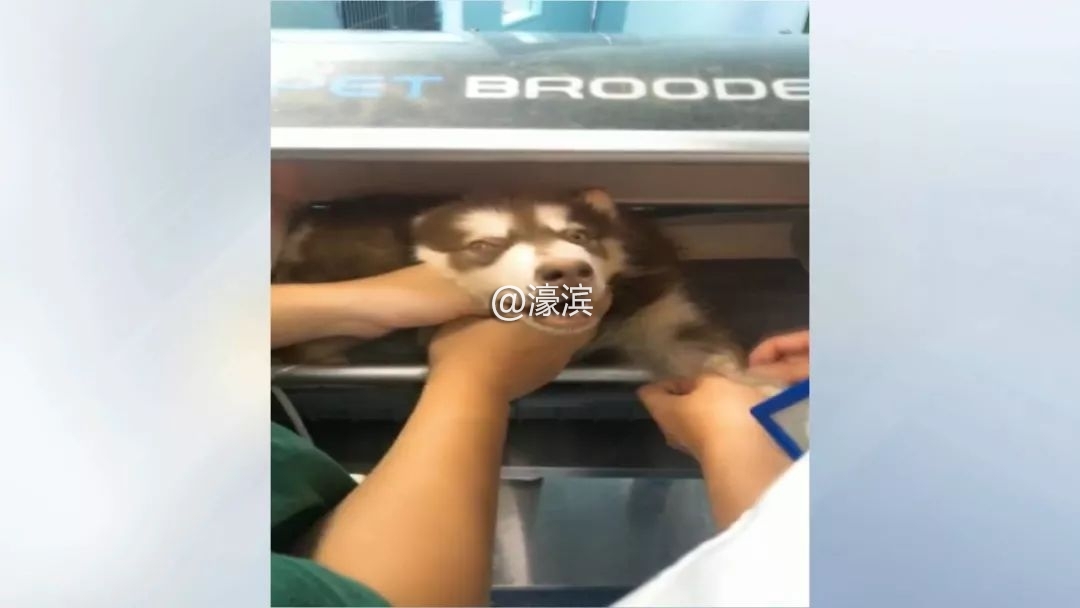 宠物坠楼事故,小狗坠楼抢救