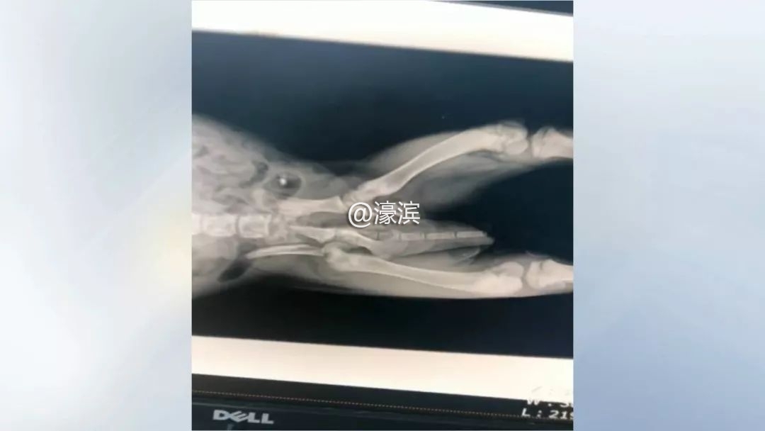 宠物坠楼事故,小狗坠楼抢救