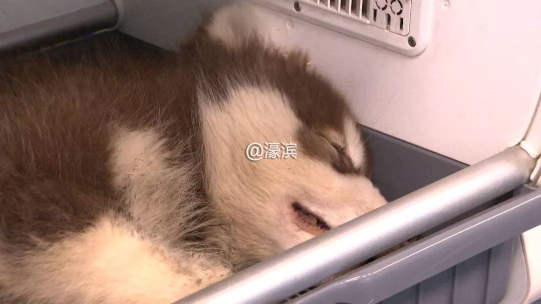 宠物坠楼事故,小狗坠楼抢救