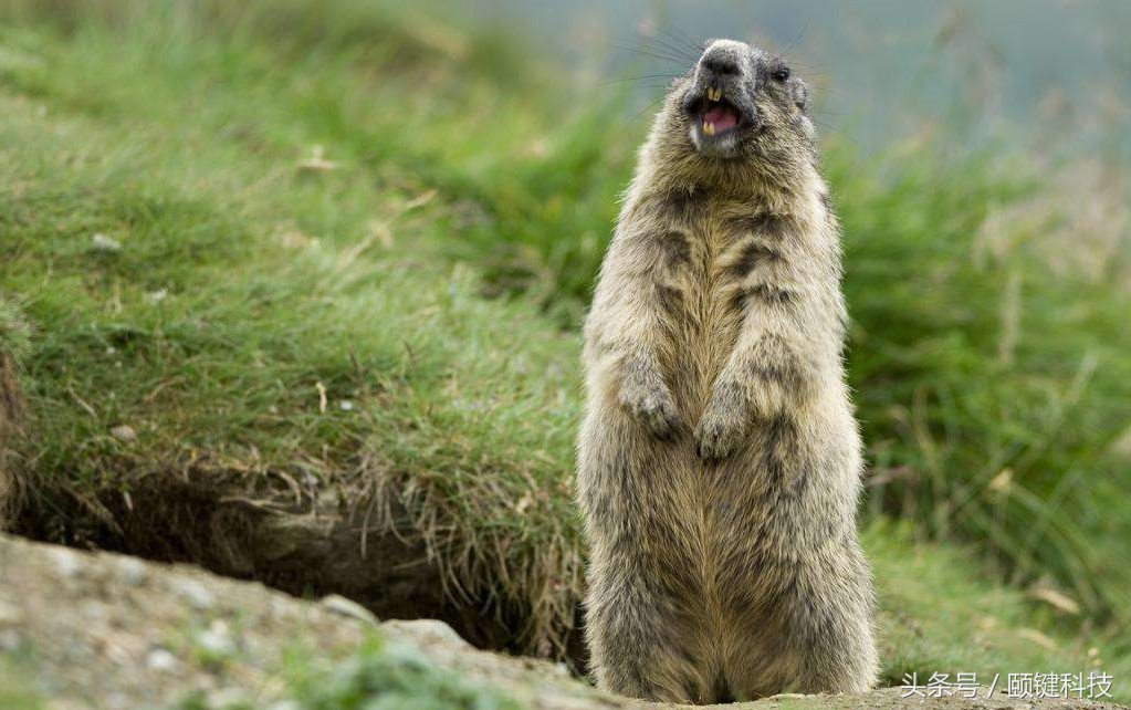 三年杀死三千万人，折磨欧洲人三百年的元凶，你敢养吗？