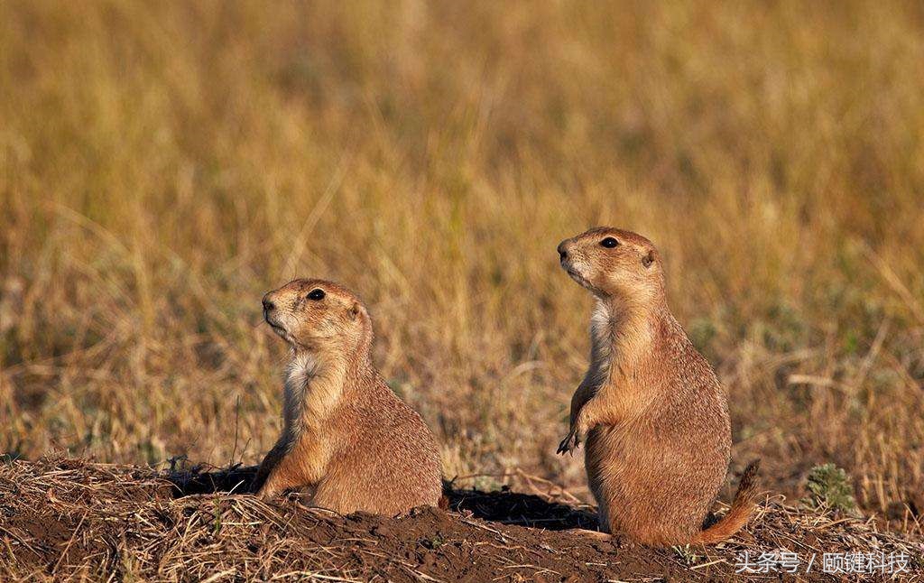 三年杀死三千万人，折磨欧洲人三百年的元凶，你敢养吗？