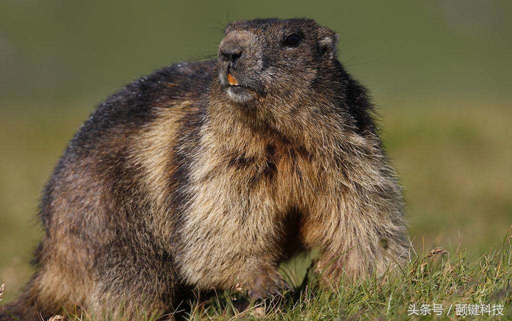 三年杀死三千万人，折磨欧洲人三百年的元凶，你敢养吗？