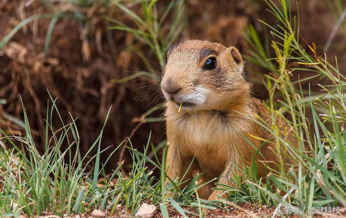 三年杀死三千万人，折磨欧洲人三百年的元凶，你敢养吗？