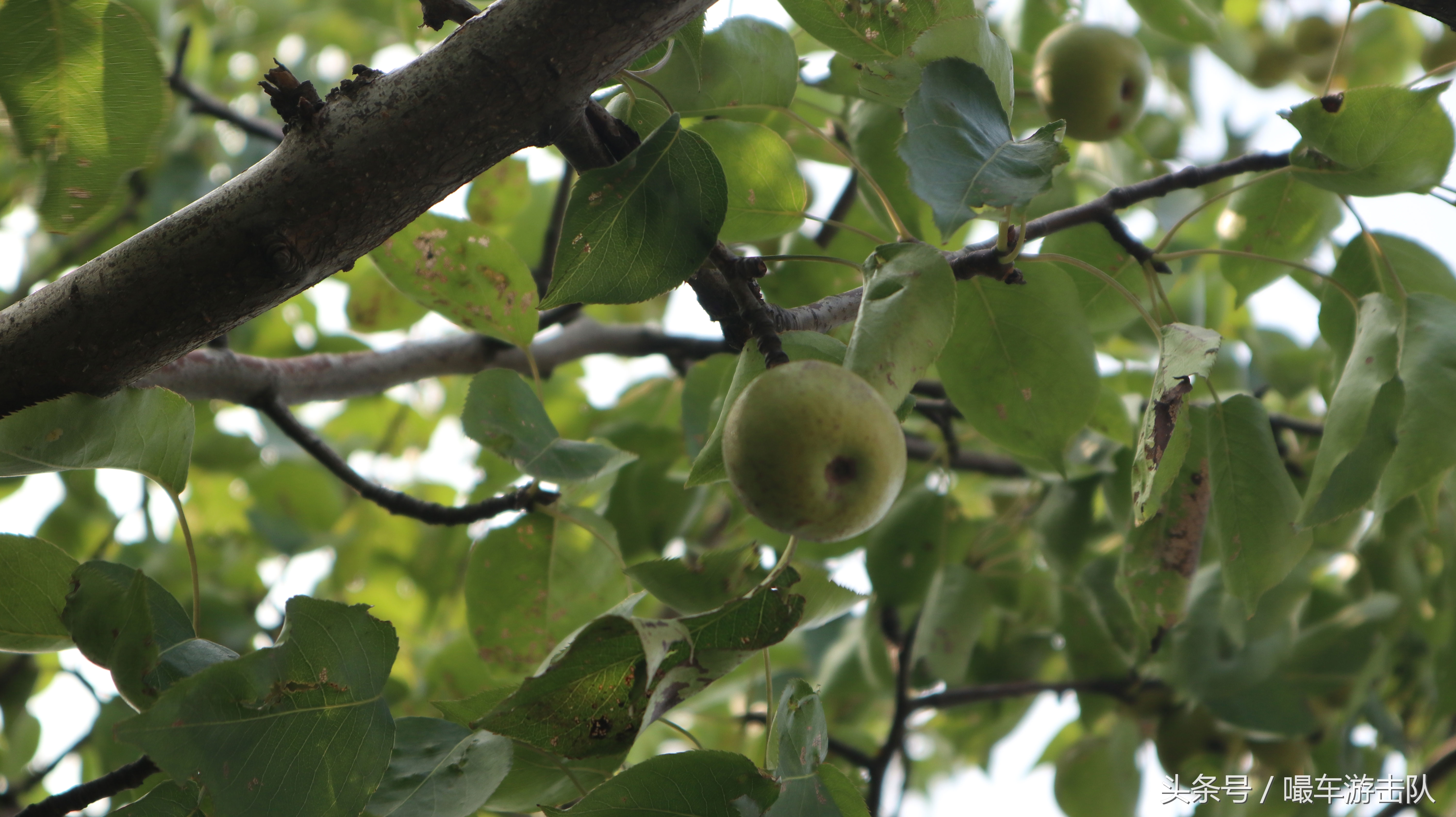 乐亭2日游攻略,免费景点绝对超过收费景区(第一天)