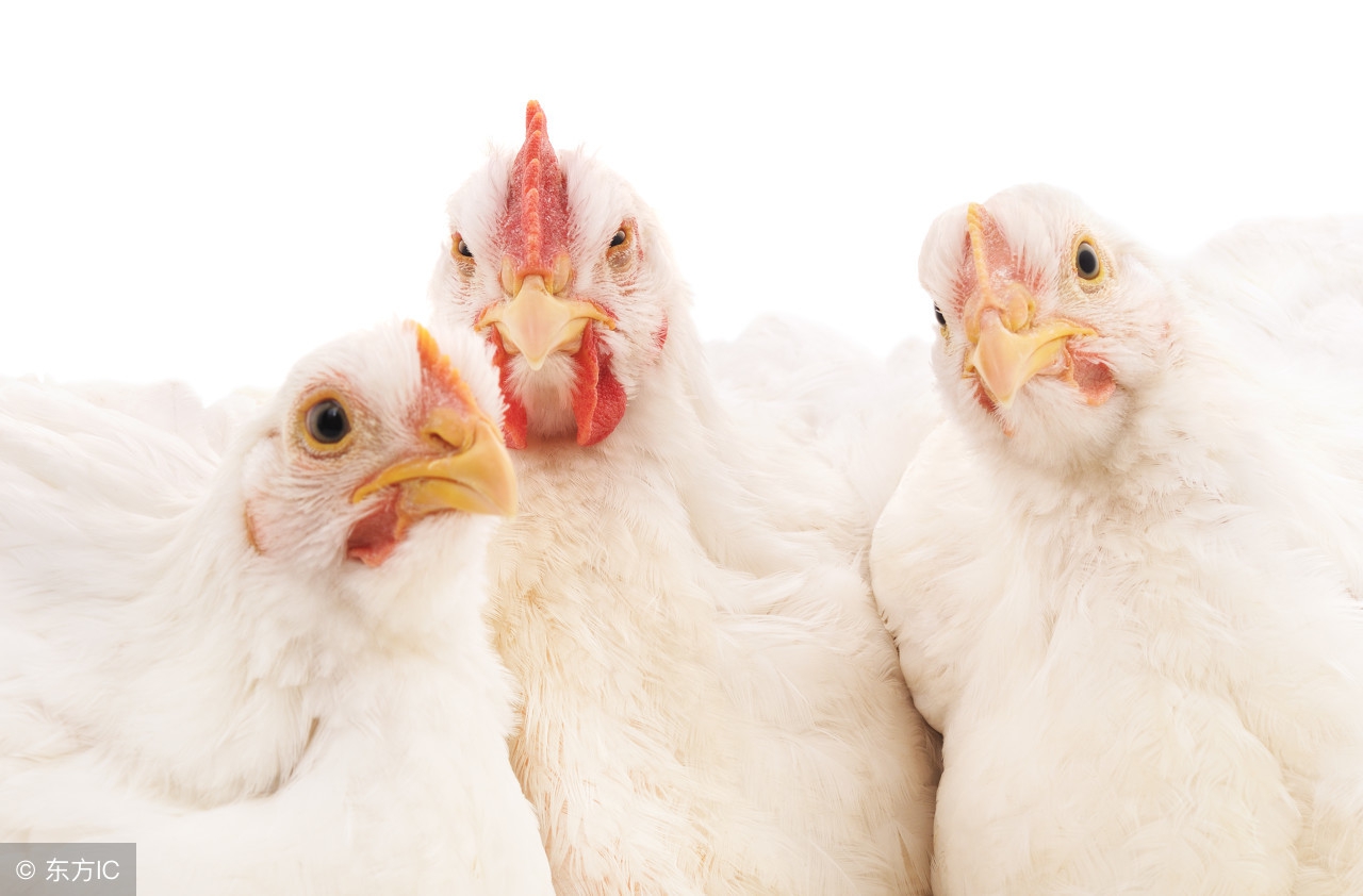 鸡啄癖是怎么回事,鸡的啄肛癖怎么治