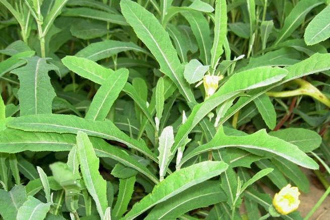 南阳人还去什么医院？你脚底下就是药房！