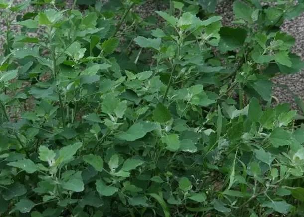 南阳人还去什么医院？你脚底下就是药房！