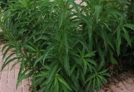 南阳人还去什么医院？你脚底下就是药房！