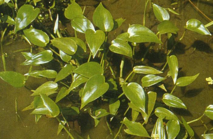 南阳人还去什么医院？你脚底下就是药房！