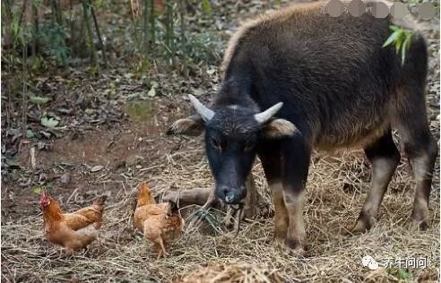 母牛流产怎样判断是否布病,造成母牛流产的因素及防治措施