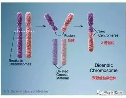 人和大猩猩有没有生殖隔离,人类与大猩猩之间有隔离的现象吗