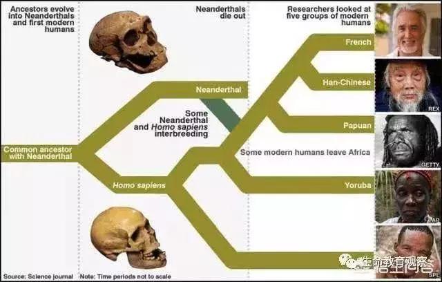 人和大猩猩有没有生殖隔离,人类与大猩猩之间有隔离的现象吗