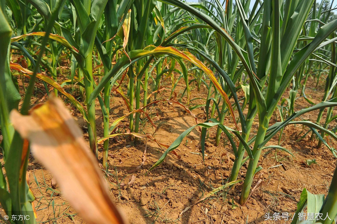 中后期玉米干旱打什么药,玉米有旱情吗