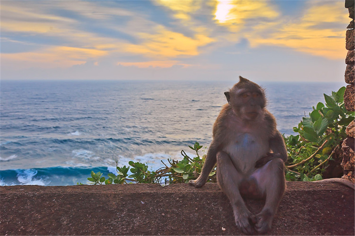 巴厘岛度假梦幻婚礼,巴厘岛森林酒店