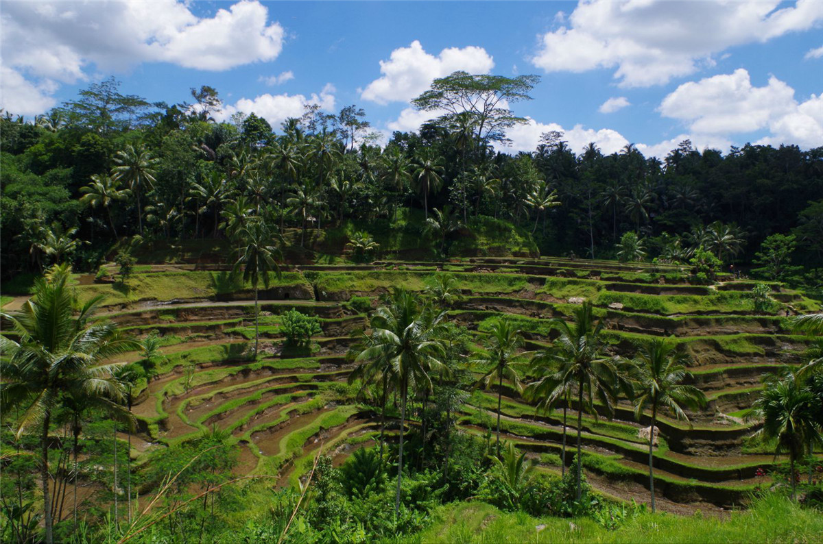巴厘岛度假梦幻婚礼,巴厘岛森林酒店