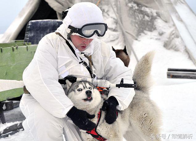 雪橇三傻是军犬吗,雪橇三傻当军犬