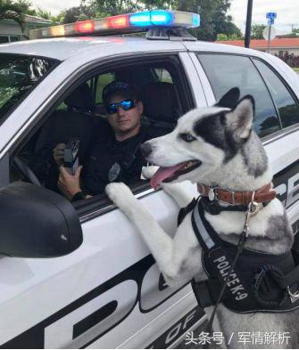 雪橇三傻是军犬吗,雪橇三傻当军犬