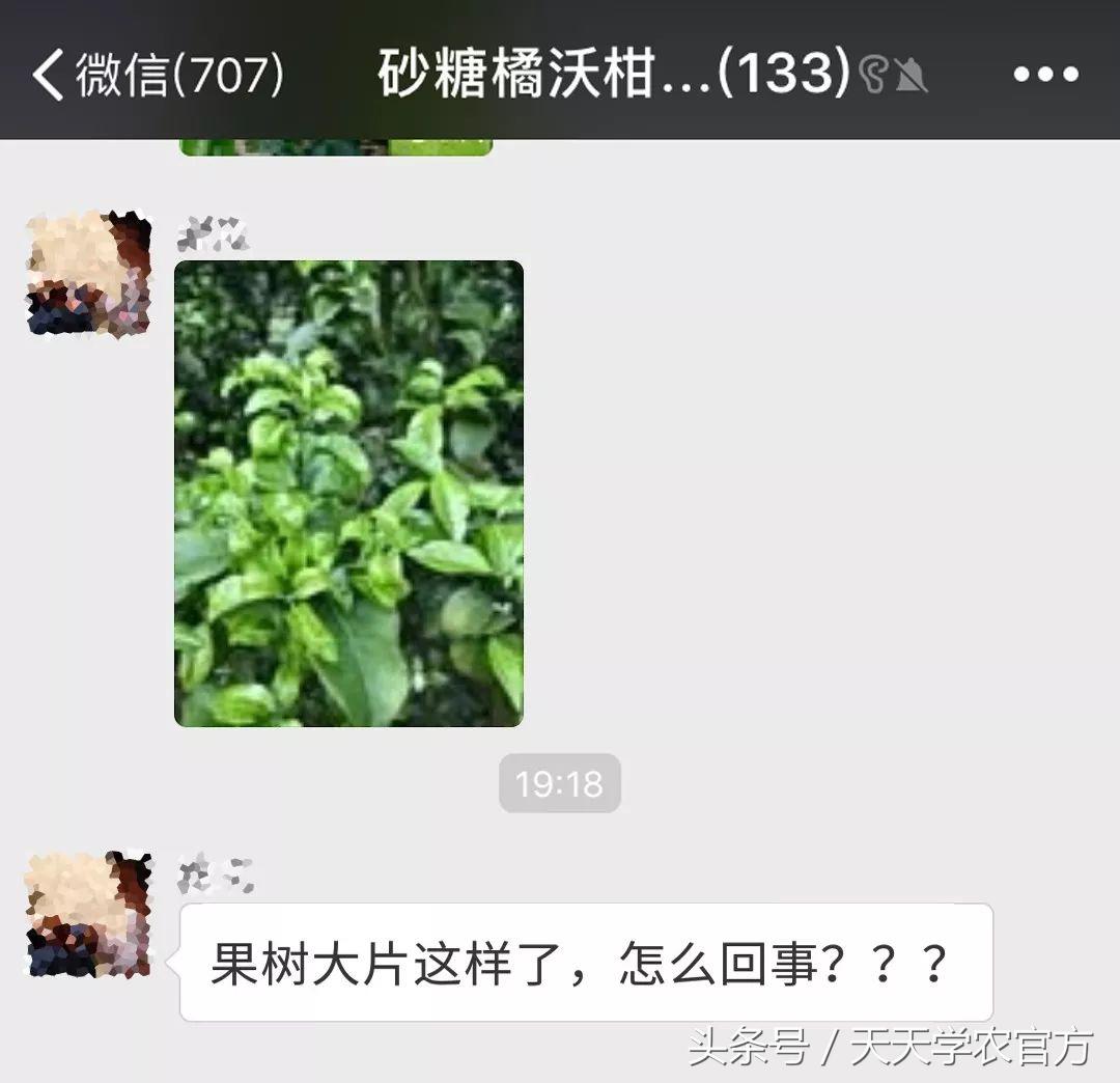 剪坏了的柑橘树如何补救,柑橘树错误修剪