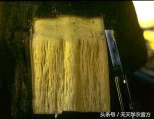 剪坏了的柑橘树如何补救,柑橘树错误修剪