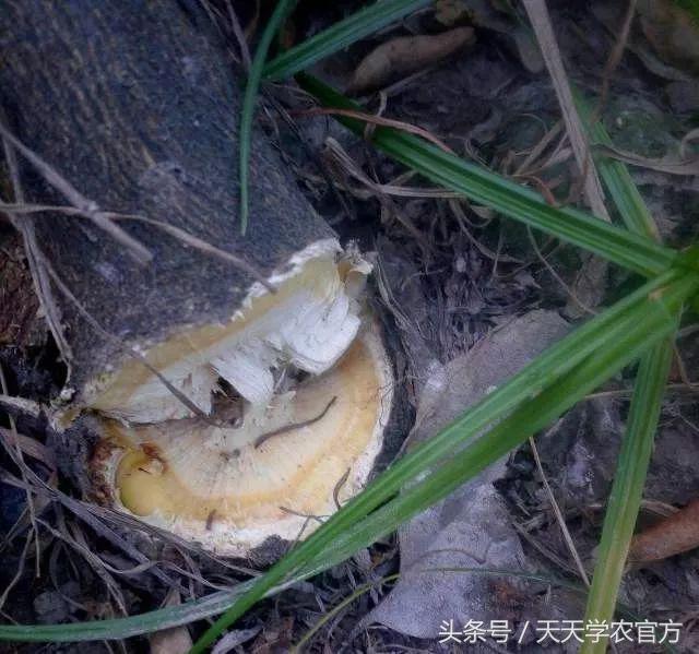 剪坏了的柑橘树如何补救,柑橘树错误修剪