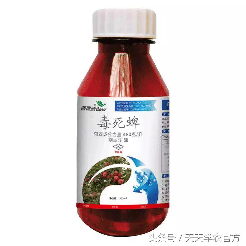 剪坏了的柑橘树如何补救,柑橘树错误修剪