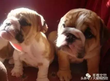 英国斗牛犬vs比特犬,英国斗牛犬标准体型图