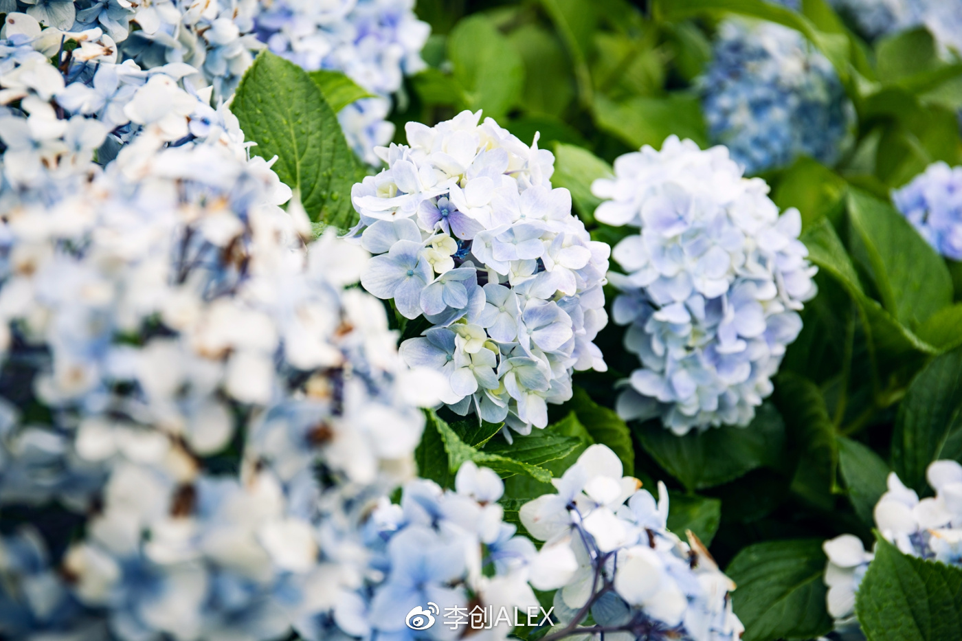 没坐过飞机韩国济州岛旅游攻略,韩国济州岛怎么去最省钱