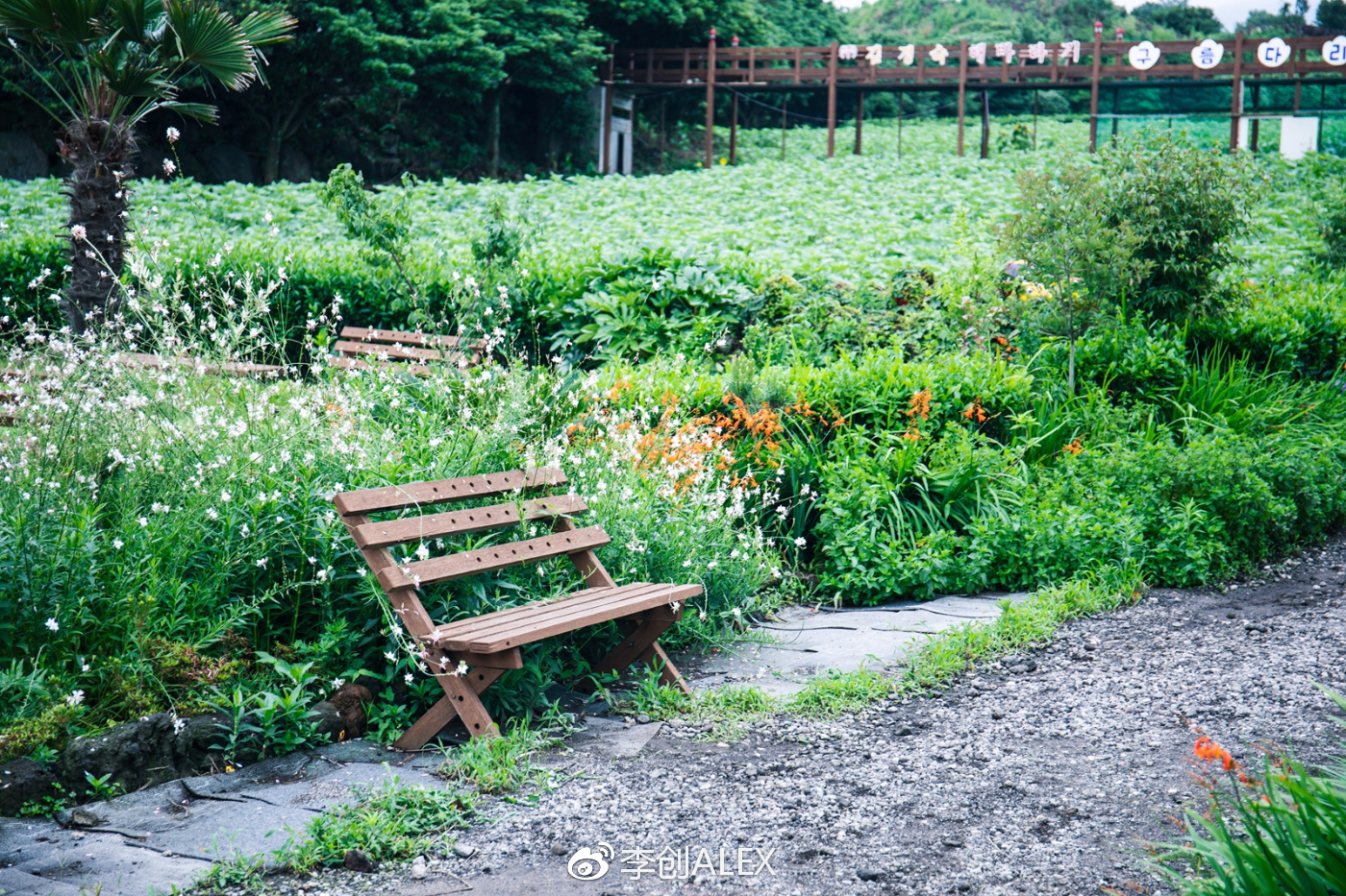 没坐过飞机韩国济州岛旅游攻略,韩国济州岛怎么去最省钱