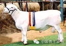 杜泊羊30-40斤羊苗价格,杜泊羊出售