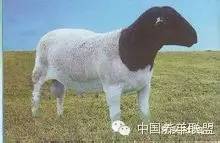 杜泊羊30-40斤羊苗价格,杜泊羊出售
