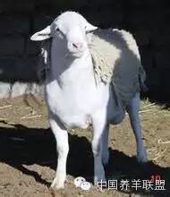 杜泊羊30-40斤羊苗价格,杜泊羊出售