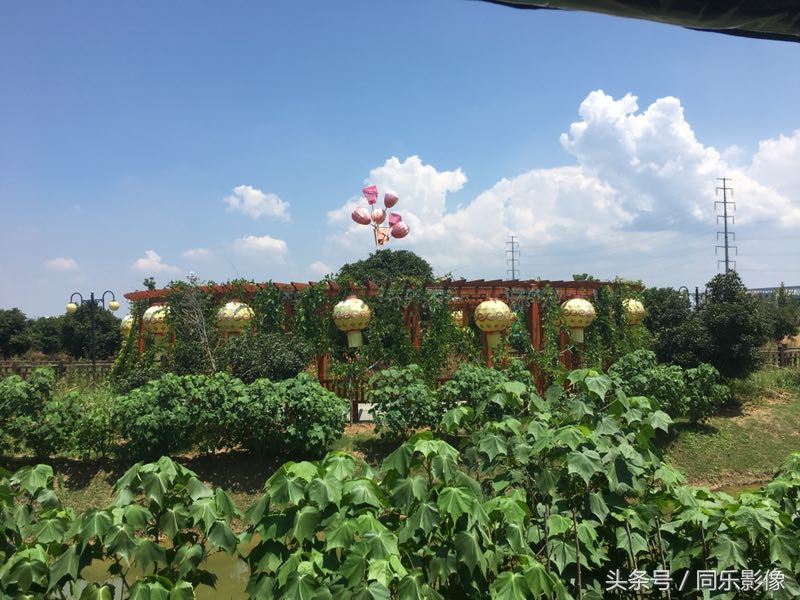 「摄影」义乌的夏日乐园