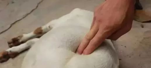 羊吃饲料太多胀气怎么解决,羊吃粮食胀气最快去除的方法