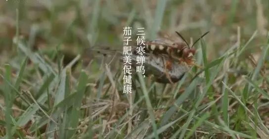 有哪些关于立秋的小知识,今日立秋有啥说道吗