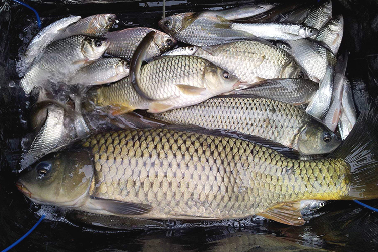 一包云烟,一包烟的饵料