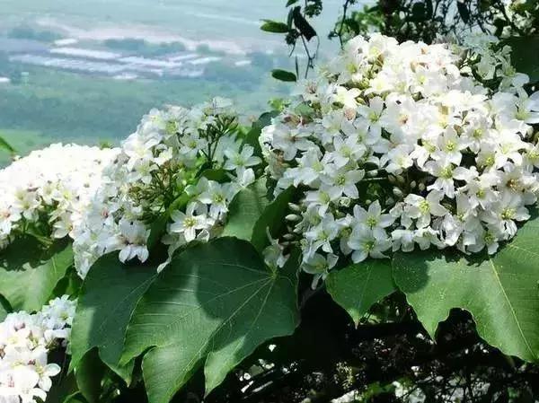 深圳足球公园免费开放,深圳新的草地公园