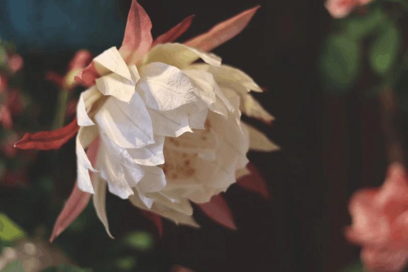 匠人怎么做好一件事,纸艺工匠