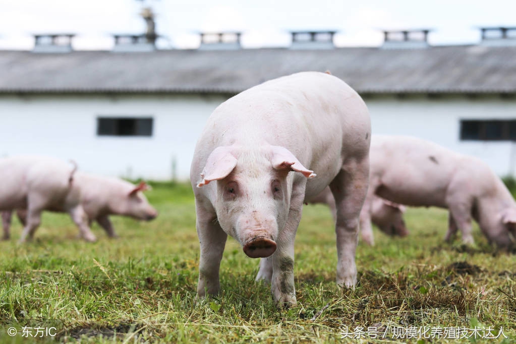解答各种养殖小知识,养猪场成本与管理方法