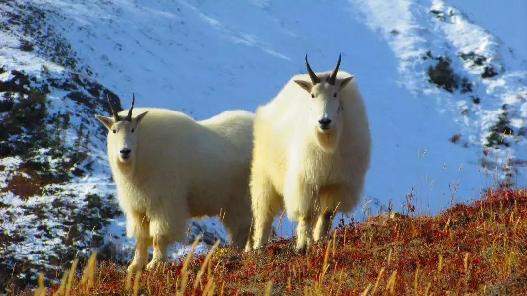 温哥华最佳旅游时间表,温哥华如何到西雅图旅游