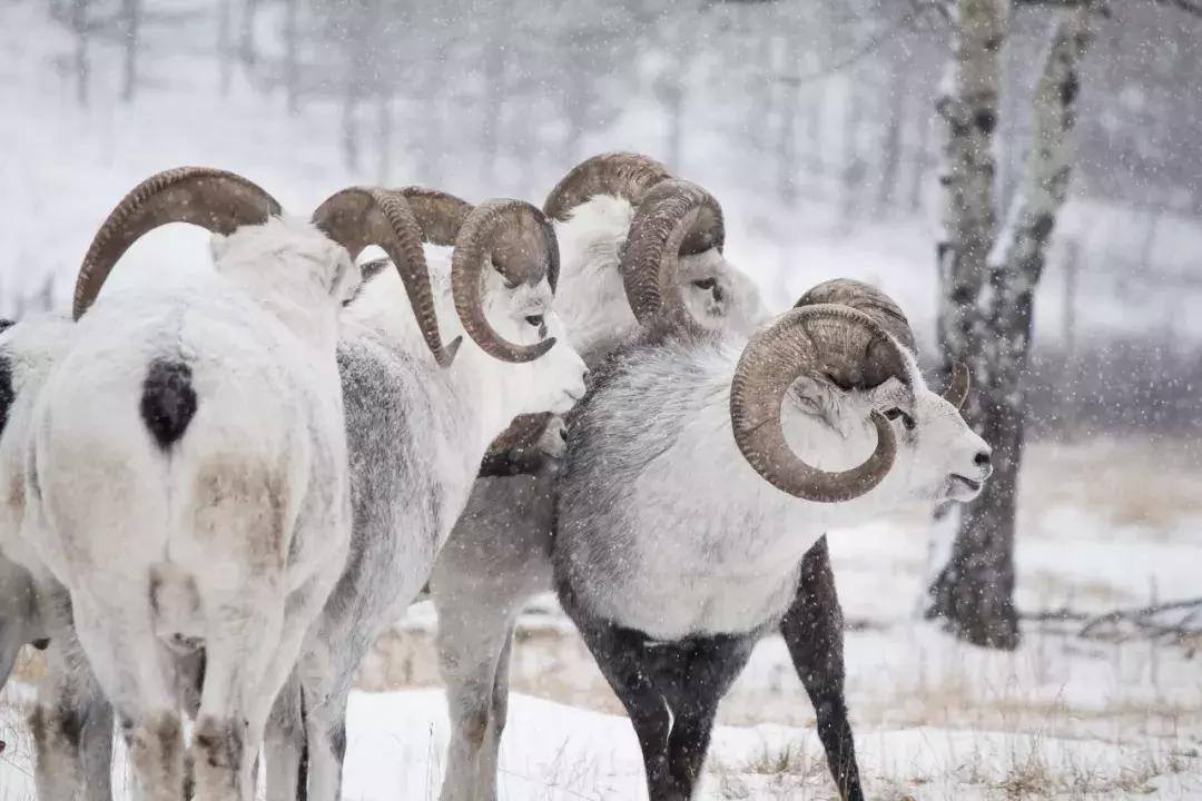 温哥华最佳旅游时间表,温哥华如何到西雅图旅游