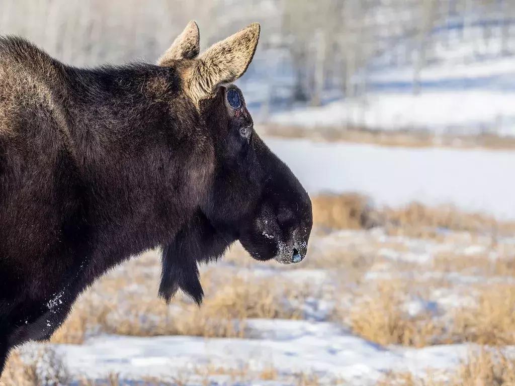 温哥华最佳旅游时间表,温哥华如何到西雅图旅游